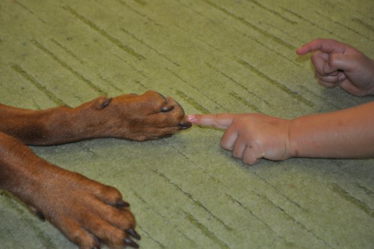 Projekt Pies: kontakt łapa-ręka