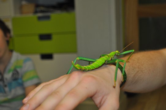 Projekt Patyczaki: spotkanie z ekspertem i jego okazami